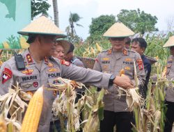Dukung Swasembada Pangan, Polresta Tidore Gelar Panen Raya Jagung Serentak Kuartal III di Desa Akekolano